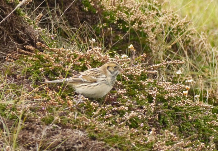 Lapland Bunting