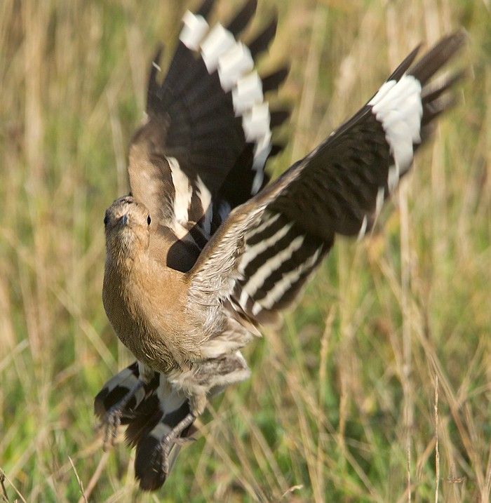Hoopoe