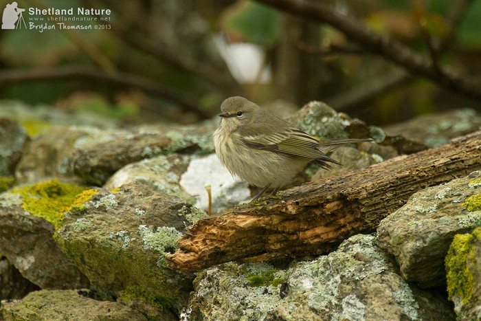 Cape May Warbler
