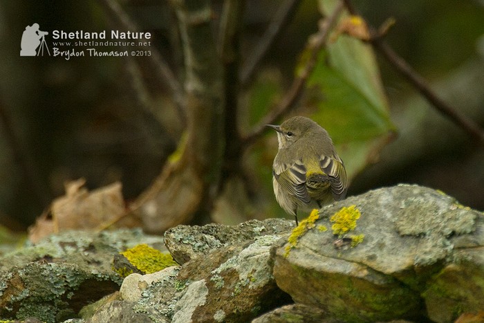 Cape May Warbler