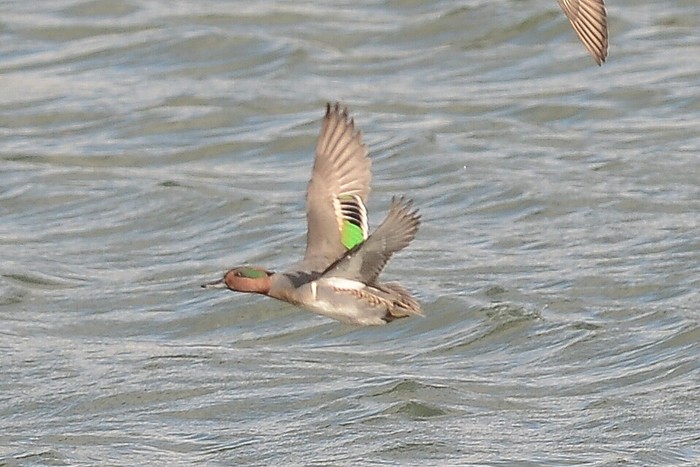 Green-winged Teal