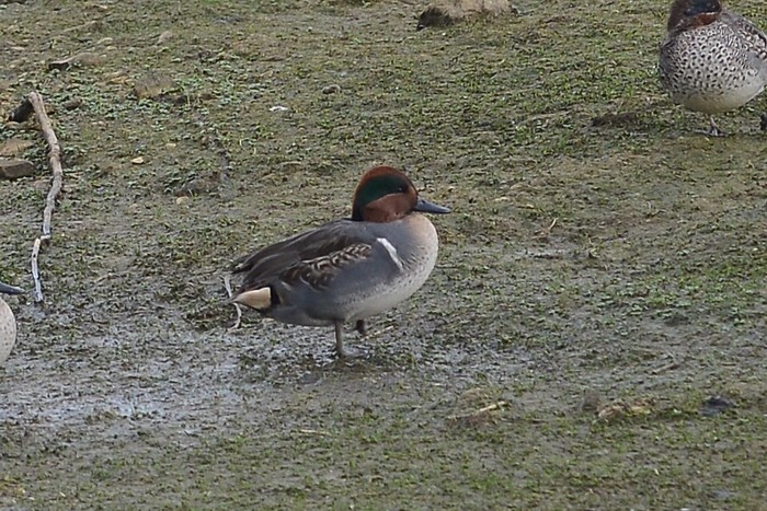 Green-winged Teal