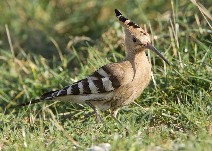 Hoopoe