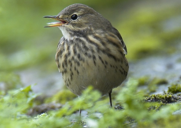 Buff-bellied Pipit