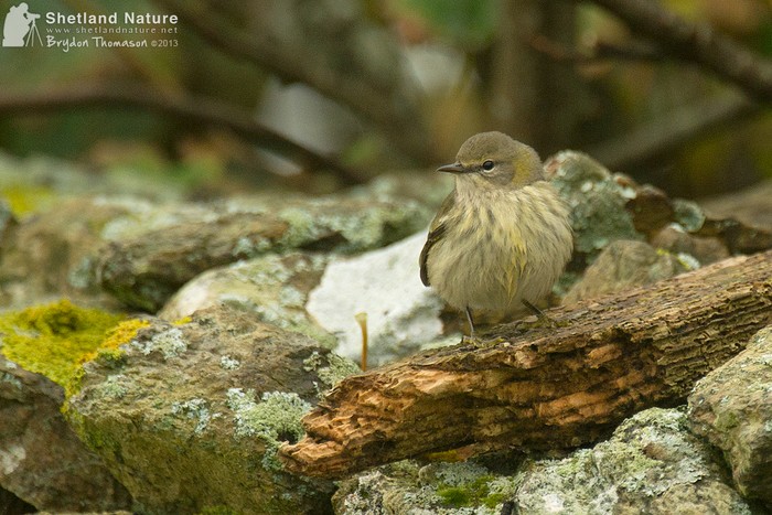 Cape May Warbler
