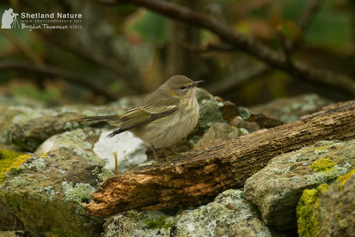 Cape May Warbler