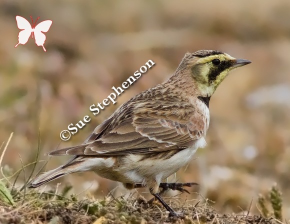 Shorelark