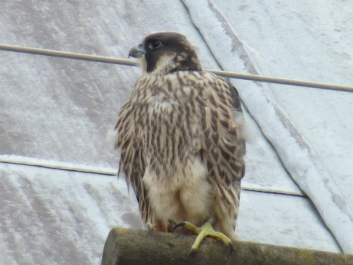 Peregrine