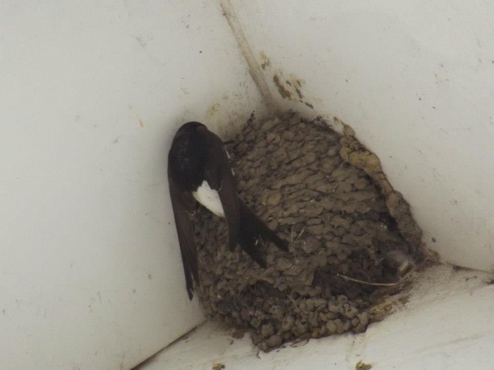 House Martin