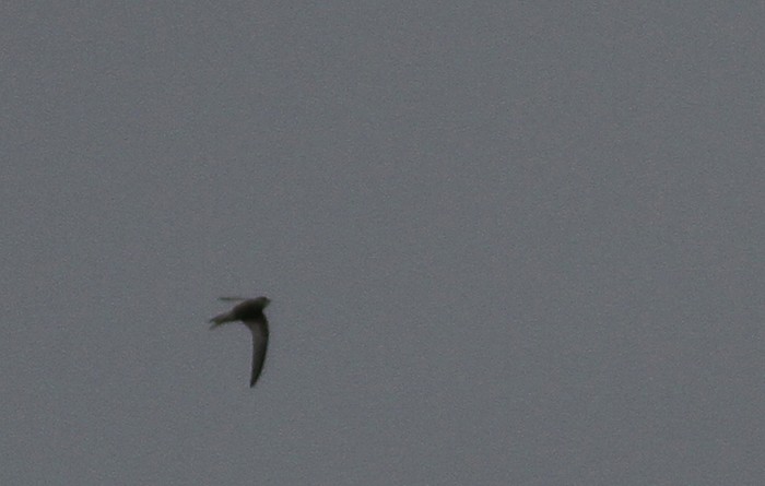 Pallid Swift