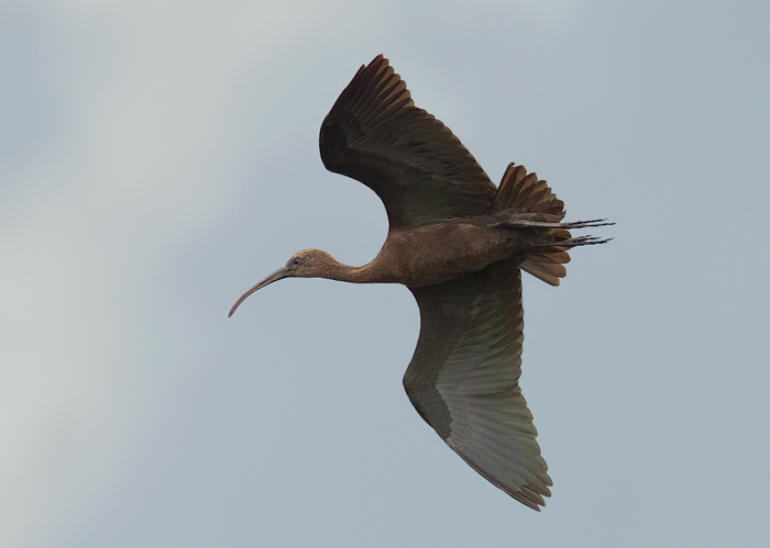 Glossy Ibis