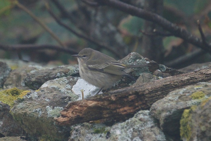 Cape May Warbler
