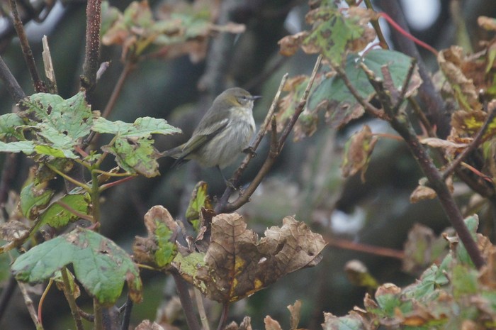 Cape May Warbler