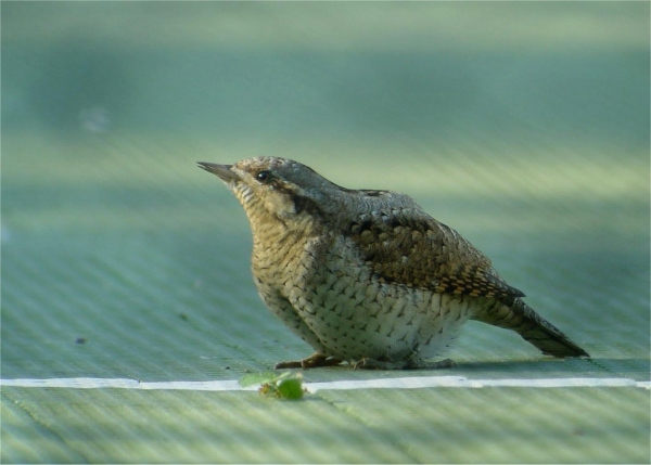 Wryneck