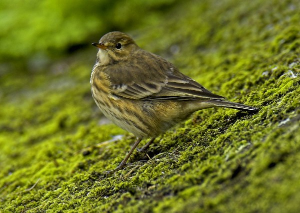 Buff-bellied Pipit