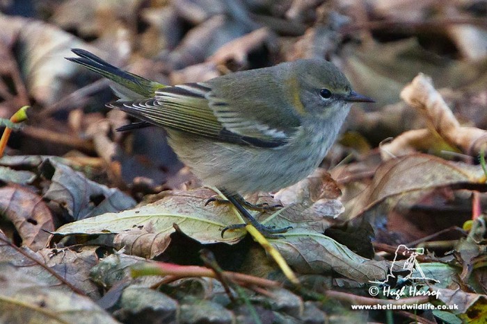 Cape May Warbler