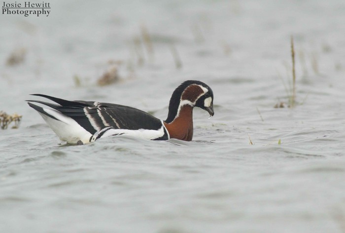 Red-breasted Goose