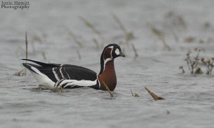 Red-breasted Goose