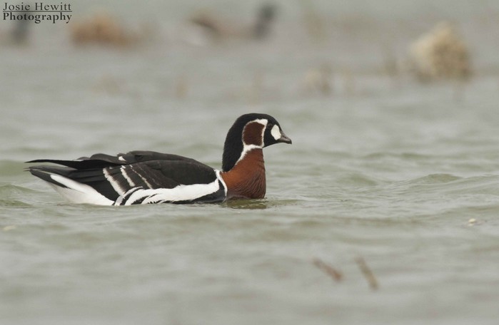 Red-breasted Goose