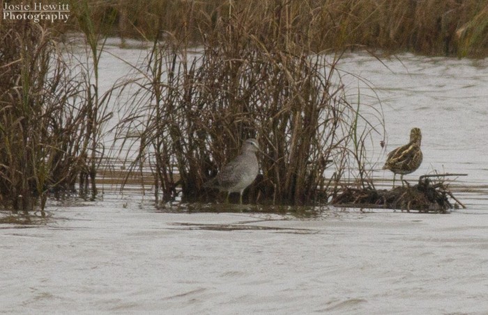 Long-billed Dowitcher