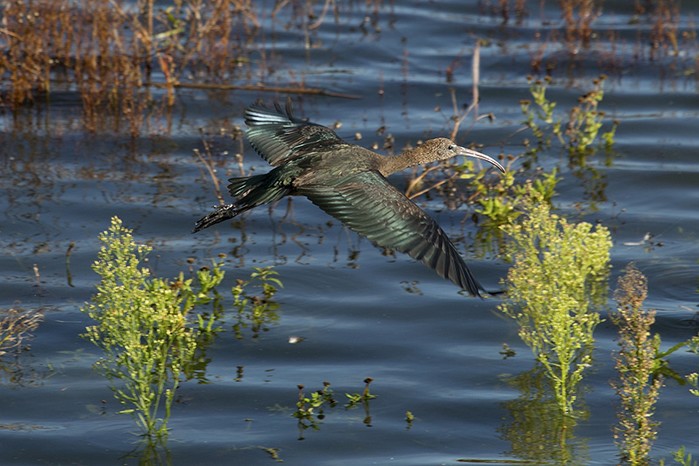 Glossy Ibis