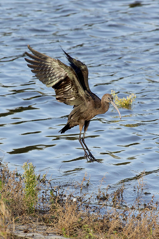 Glossy Ibis