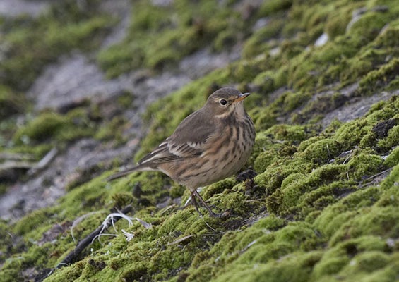 Buff-bellied Pipit