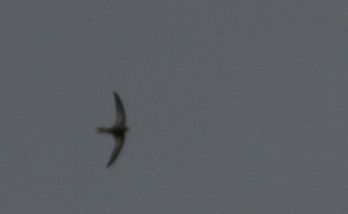 Pallid Swift