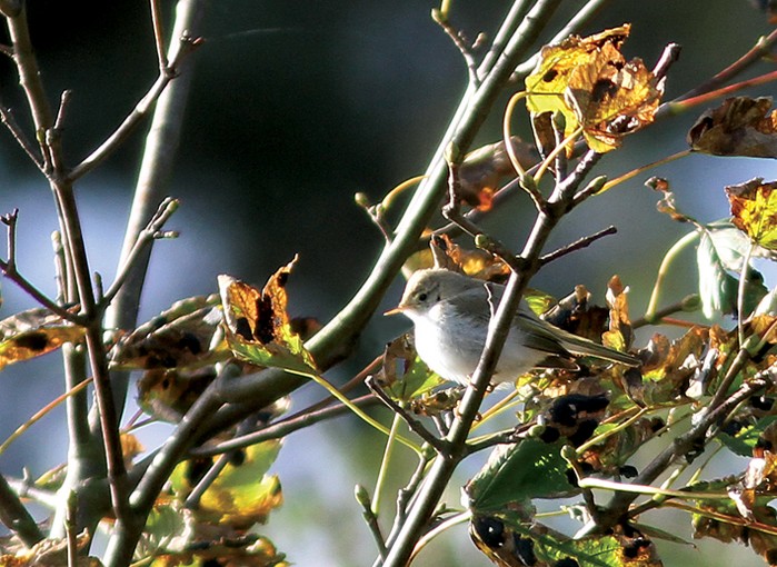 Western Bonelli's Warbler