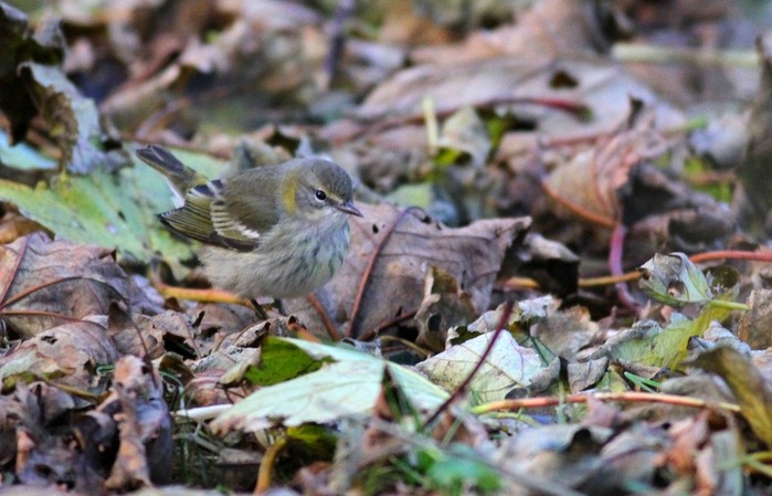 Cape May Warbler