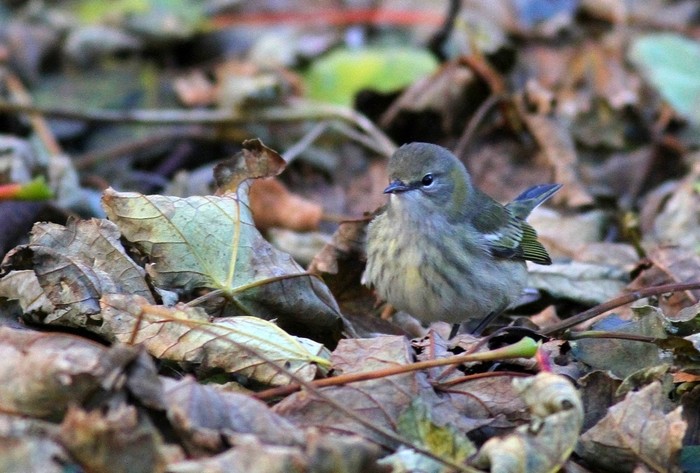 Cape May Warbler
