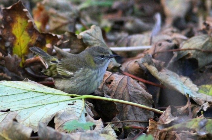 Cape May Warbler