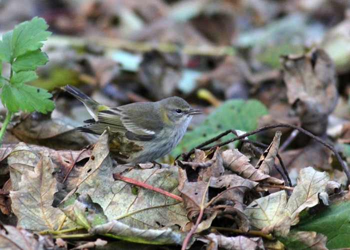 Cape May Warbler