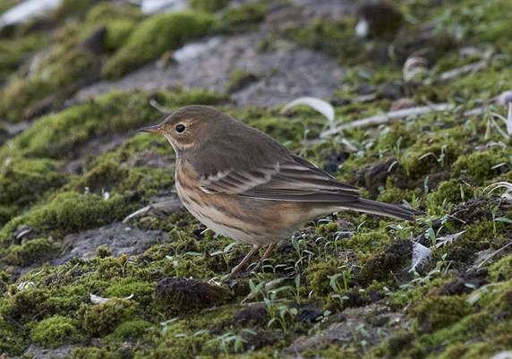 Buff-bellied Pipit