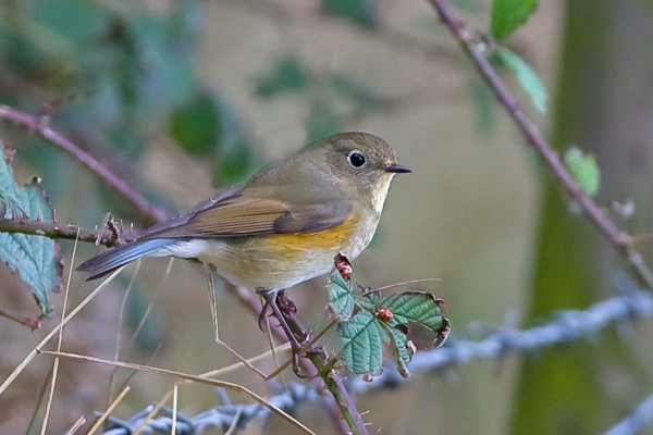 Red-flanked Bluetail