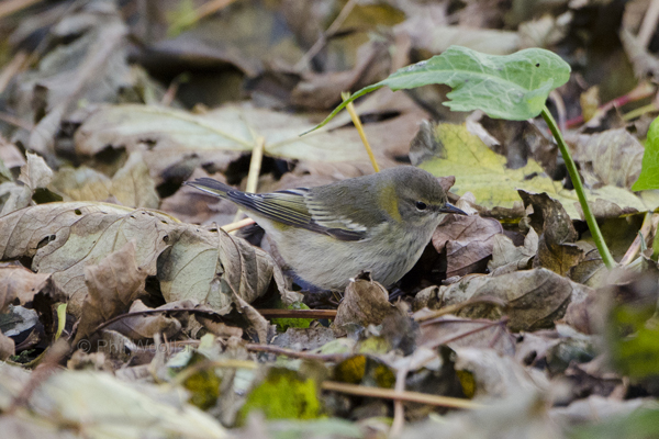 Cape may Warbler