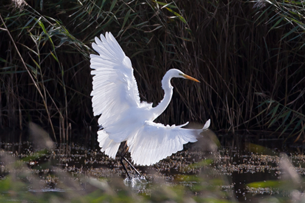 Great White Egret