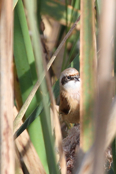Penduline Tit