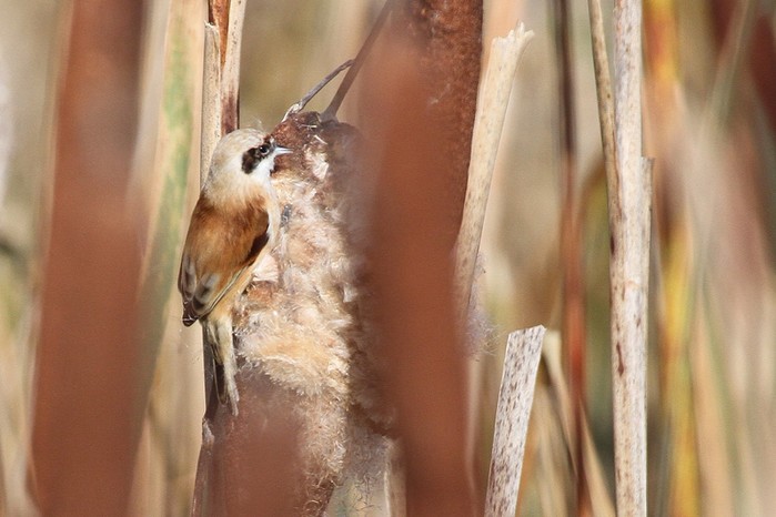 Penduline Tit