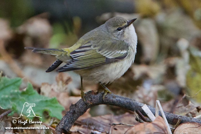 Cape May Warbler