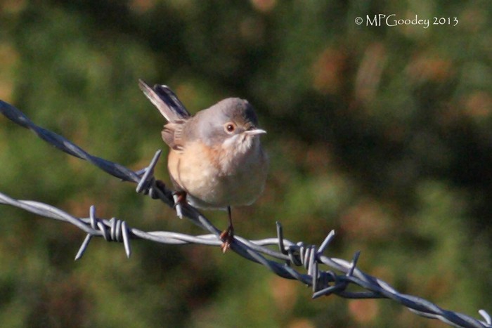 Subalpine Warbler