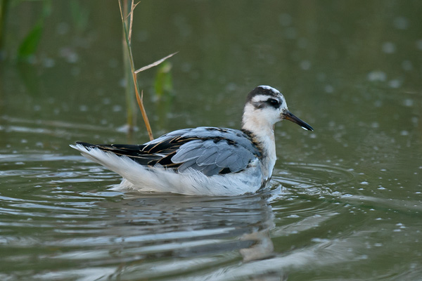 Grey Phalarope