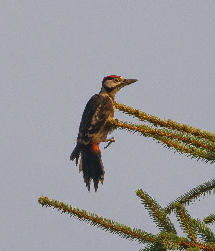 Great Spotted Woodpecker