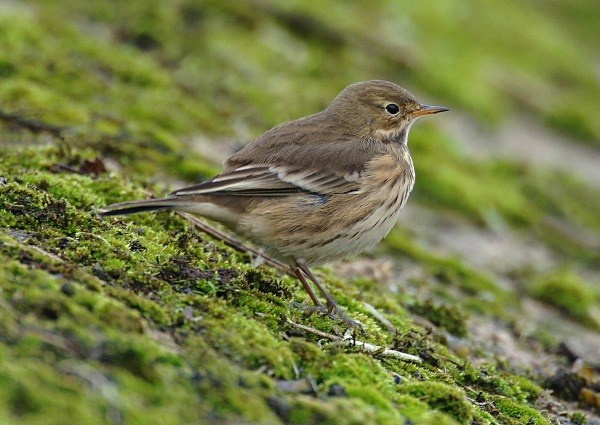 Buff-bellied Pipit