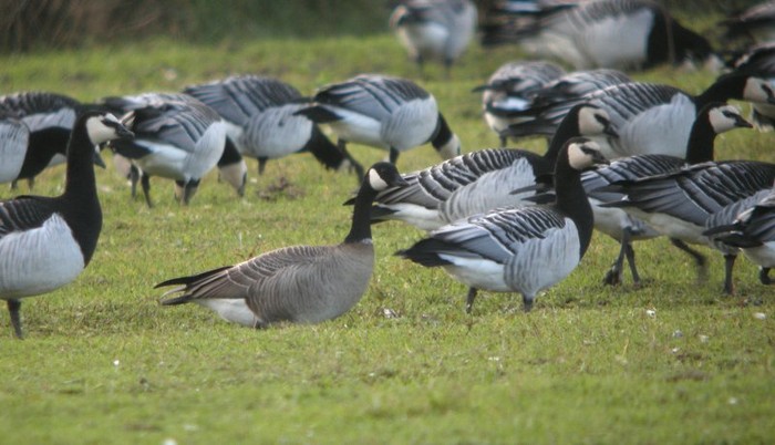 Cackling Goose