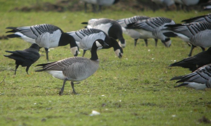 Cackling Goose