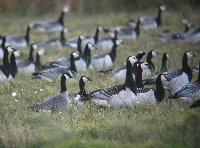 Richardson's Cackling Goose