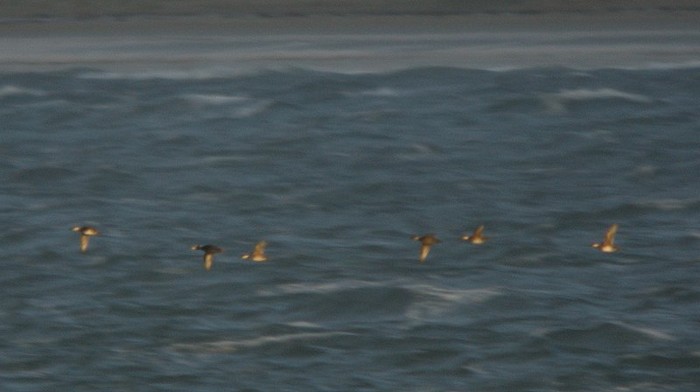 Surf Scoter
