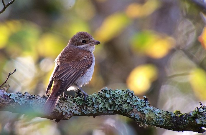 Red-backed Shrike