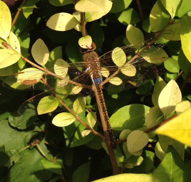 Vagrant Emperor dragonfly